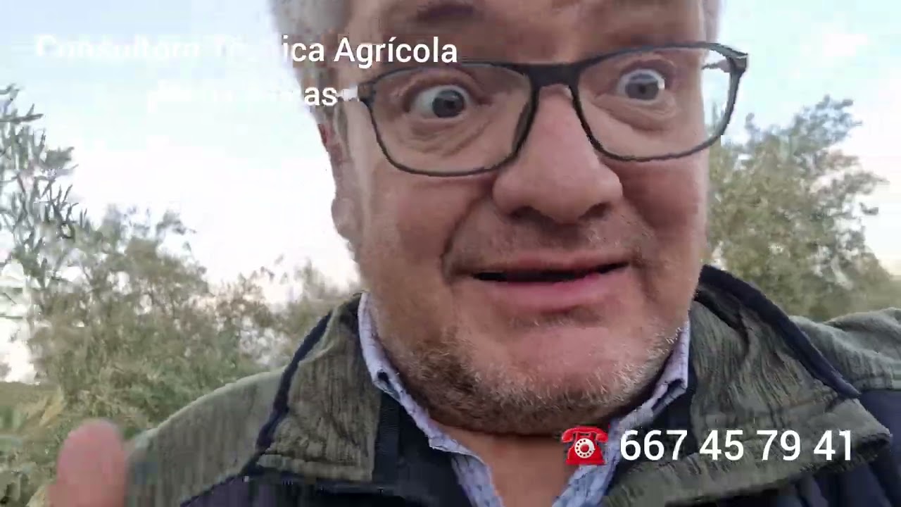Clorosis Férrica en Olivar