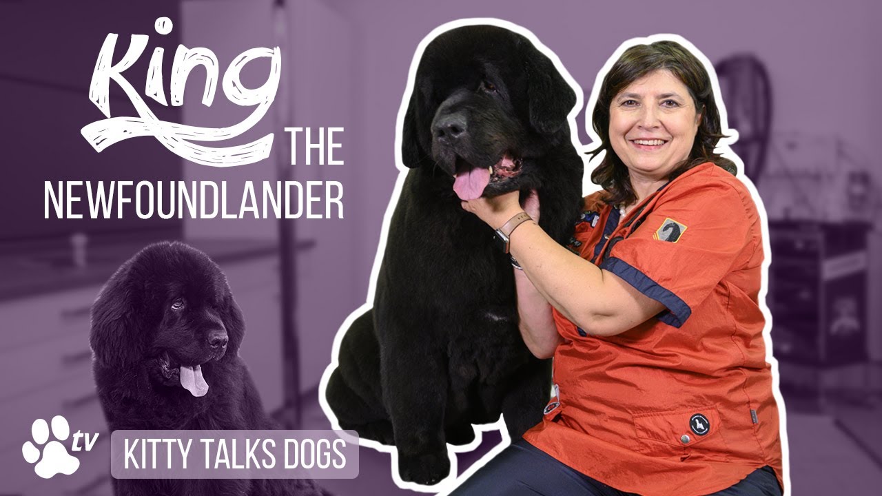 Grooming King the Newfoundlander | Kitty Talks Dogs - TRANSGROOM