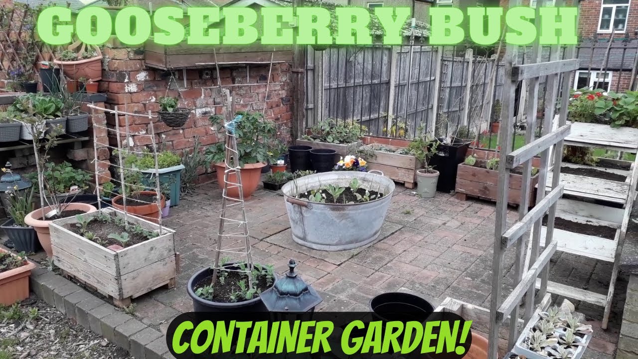 Potting On The Gooseberry Bush [Gardening Allotment UK] [Home Growing Veg ]