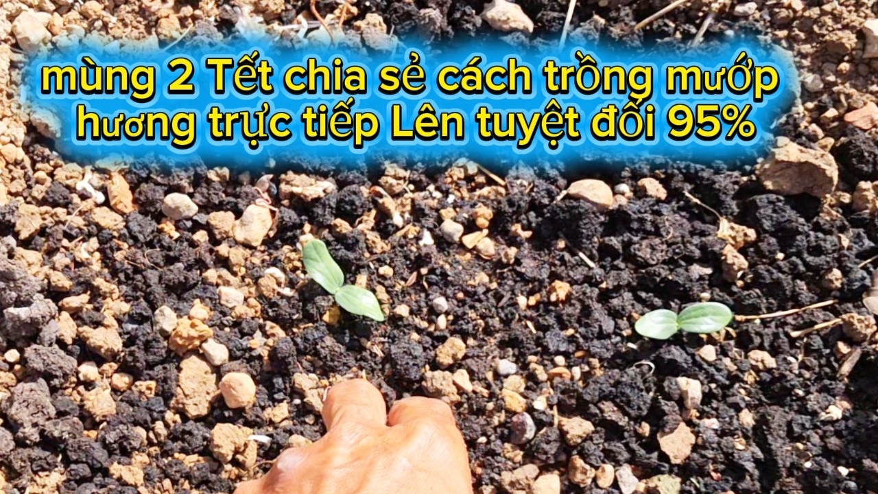 Tập 98, mùng 2 Tết chia sẻ cách trồng mướp hương trực tiếp Lên tuyệt đối 95%