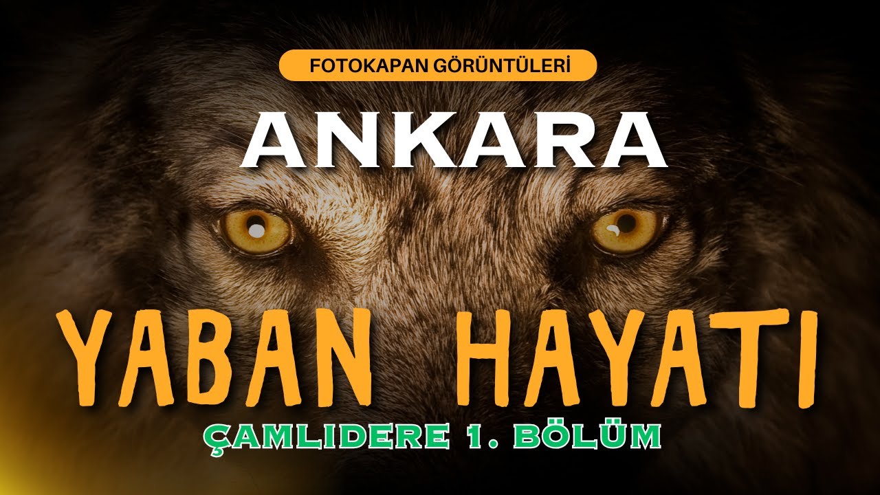 ANKARA YABAN HAYATI   &Ccedil;amlıdere  B&Ouml;L&Uuml;M 1
