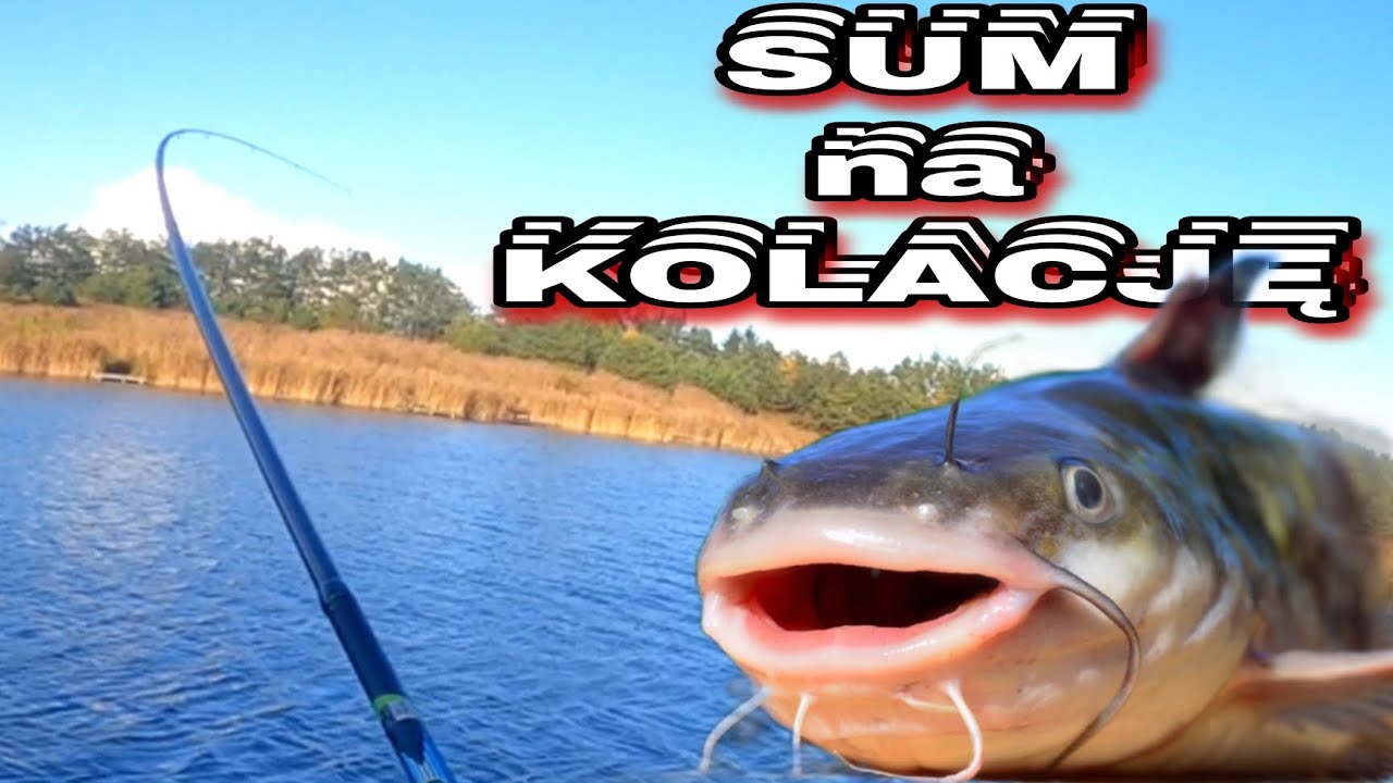 SUM NA kolację ?! Smaczne ryby inwazyjne ZDOMINOWAŁY ŁOWISKO. NA #SPŁAWIK I BIAŁEGO ROBAKA!