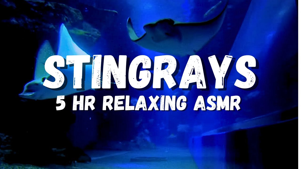 Aquarium sleeping ambience, Stingrays, Fish, Sharks, underwater ASMR, calming and relaxing