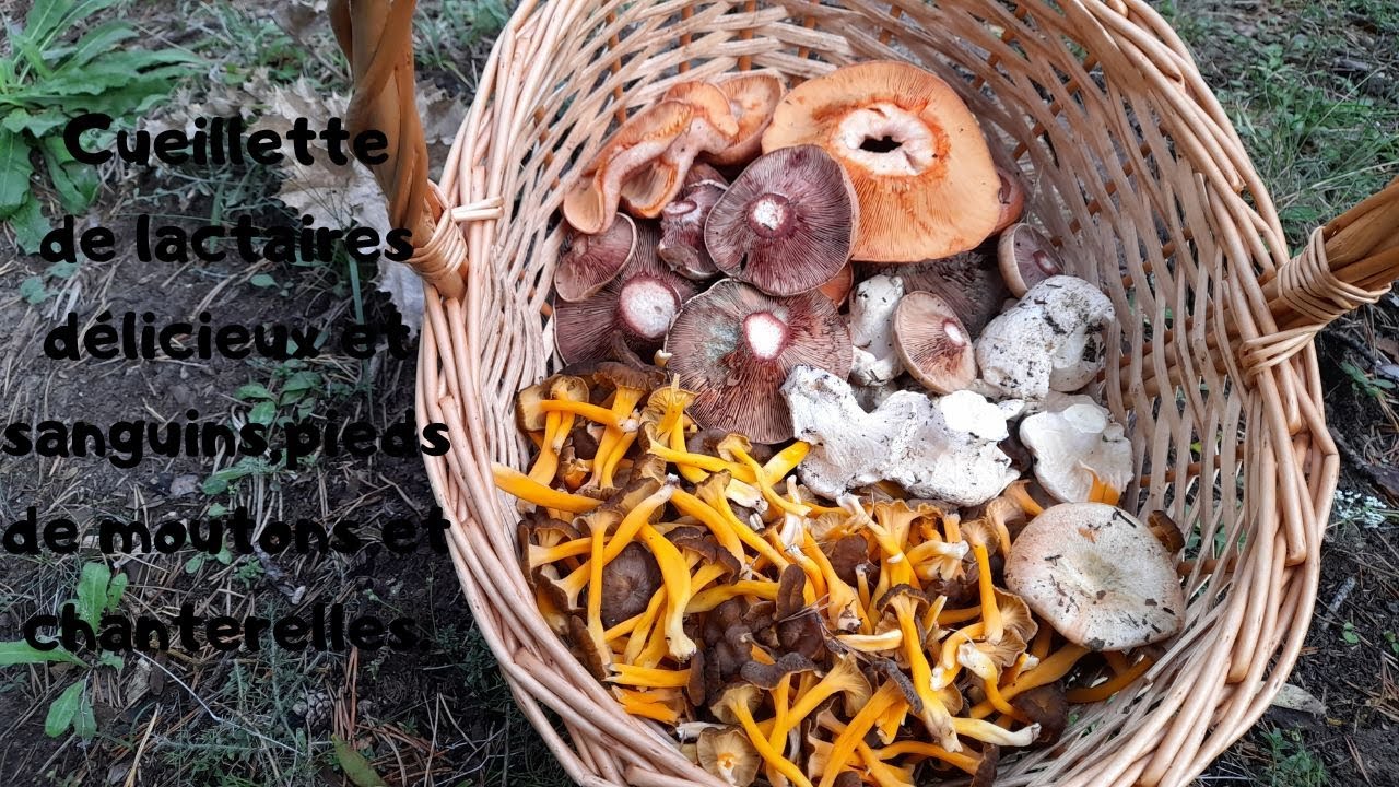 Cueillette de lactaires délicieux et sanguins, pieds de moutons et chanterelles