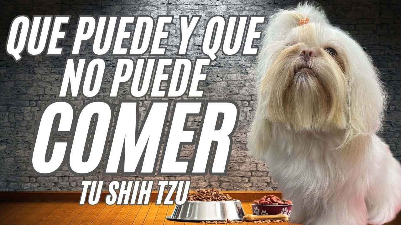 Que PUEDE y que NO PUEDE COMER tu Perro Shih Tzu