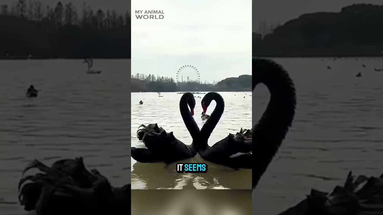 Этот лебедь нарушает все правила любви 🦢 