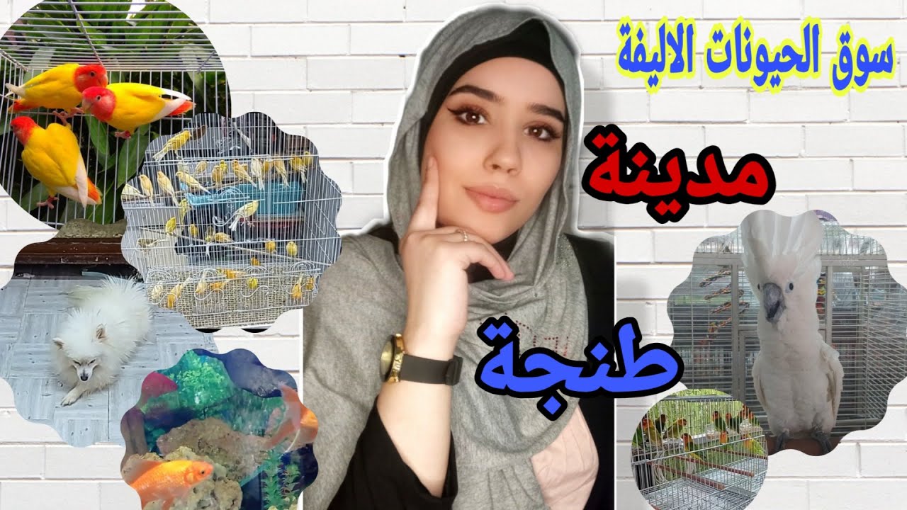 شراء أجمل طيور جديدة من سوق طنجة لبيع الحيوانات الأليفة