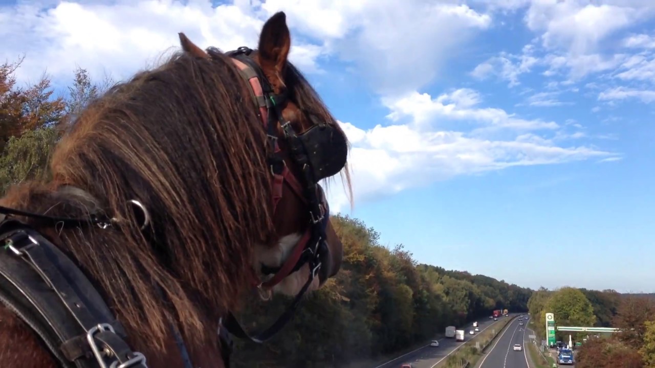 Training Harvey the Heavy Horse