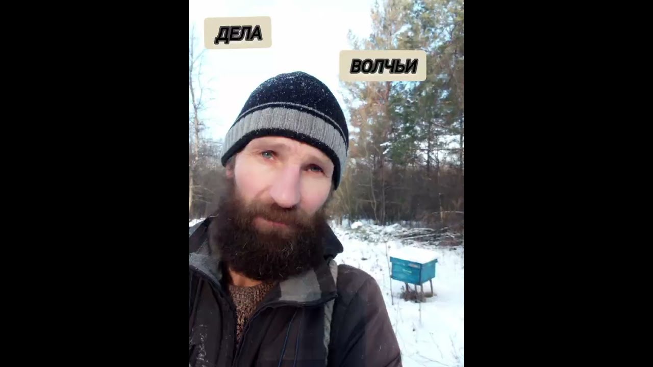 Дела волчьи пчелы и собаки