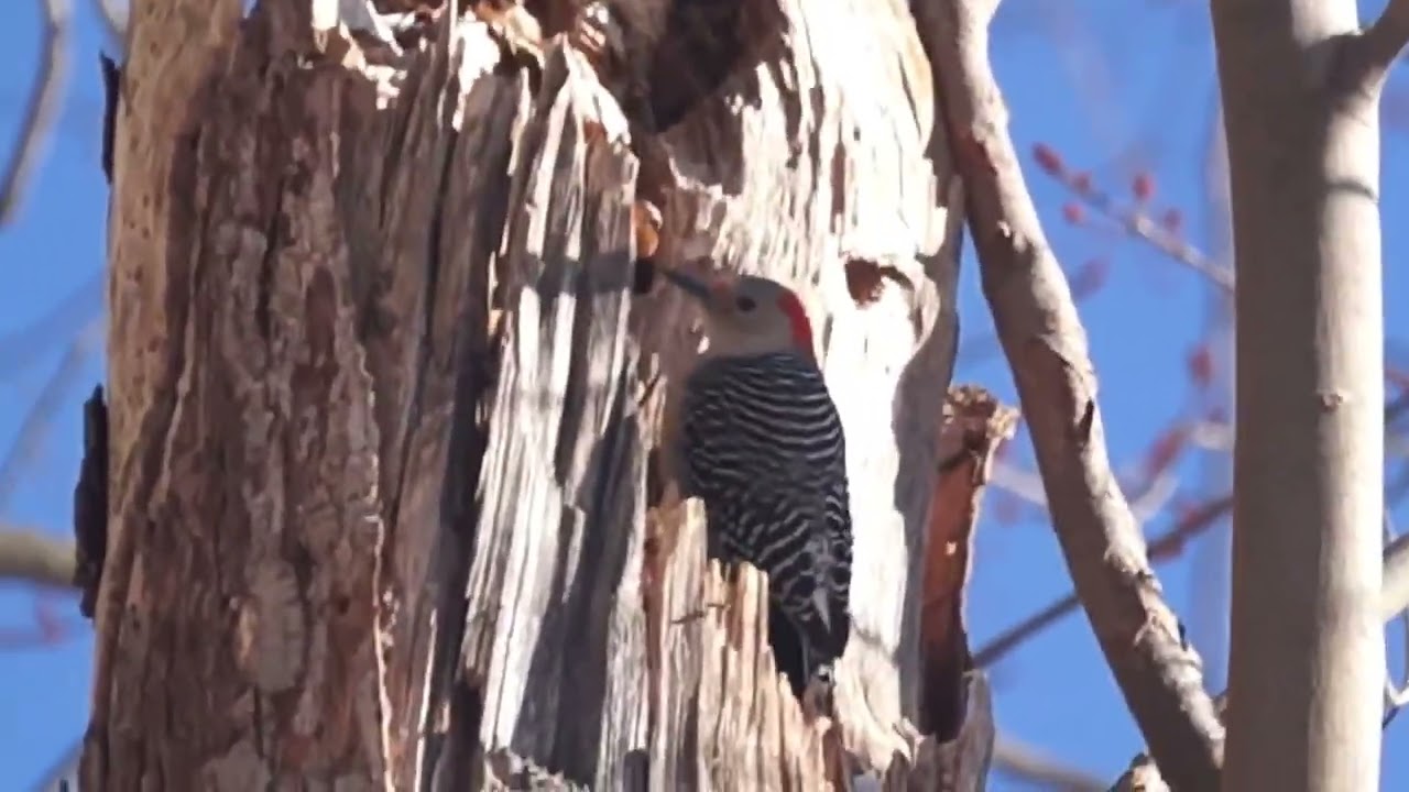 Red-bellied woodpecker foraging for food @ High Park