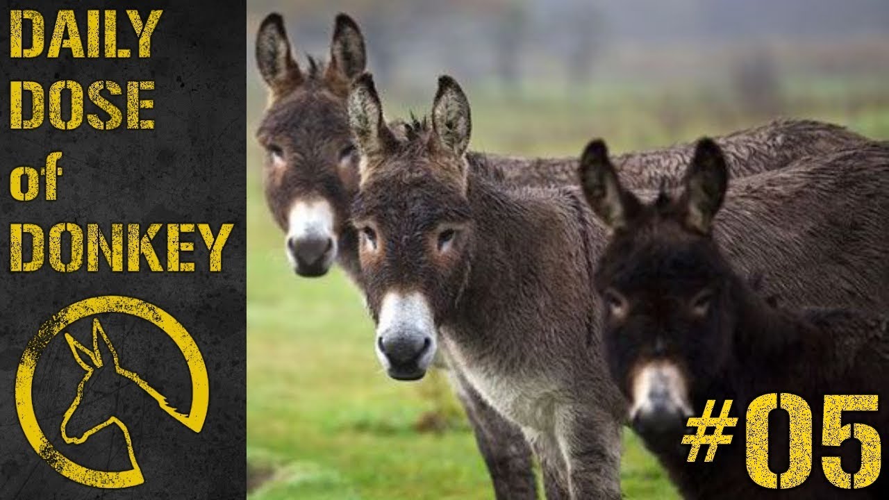 Daily Dose of Donkey #05 - A Slight Rebranding Perhaps?