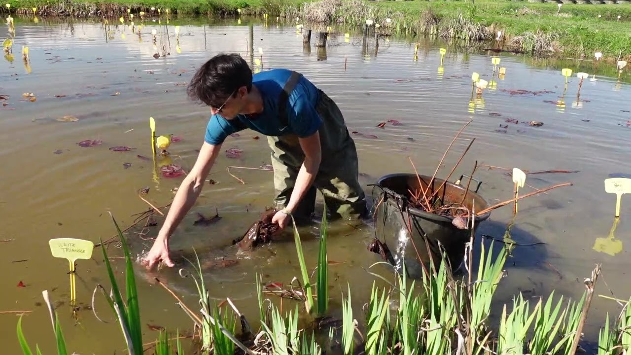 La limpieza de primavera del estanque