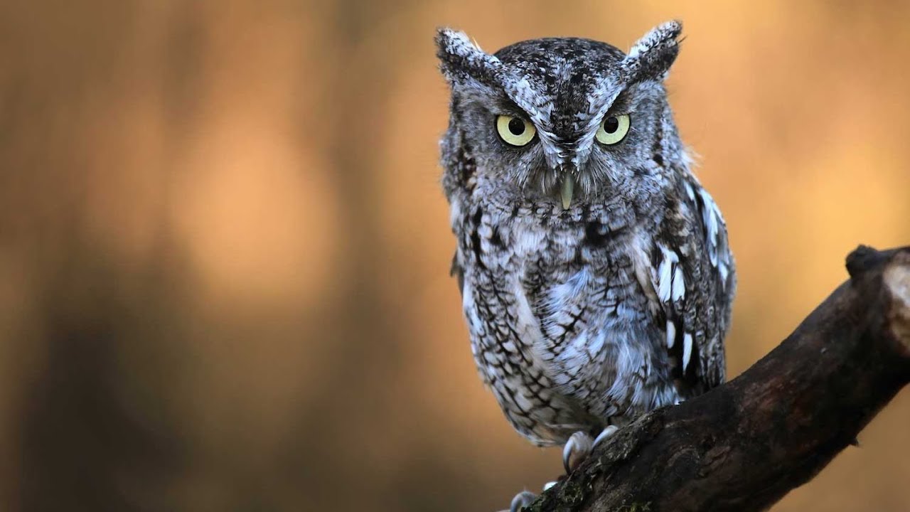 The SOUND of a SCREECH OWL (CRAZY NOISES)