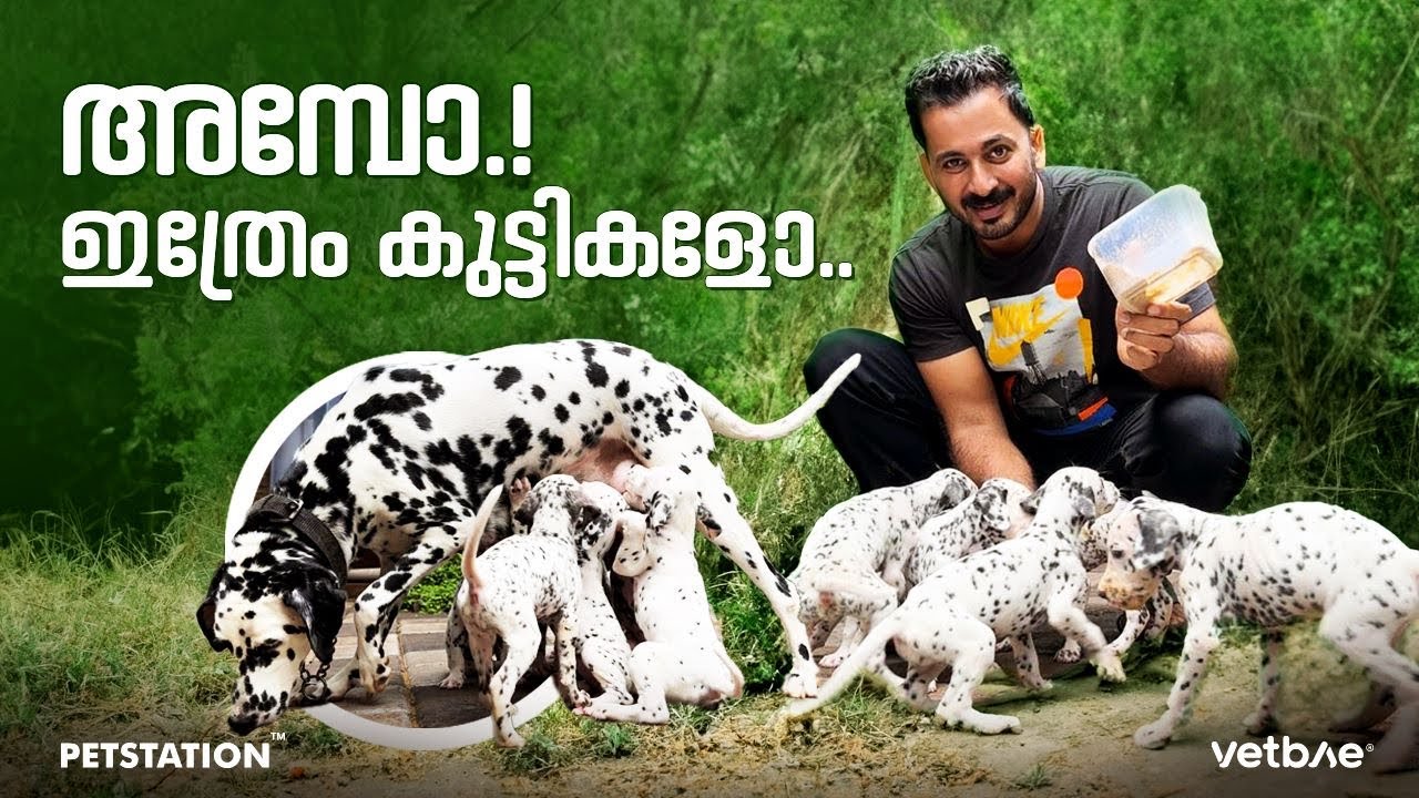 101 Dalmatians.. കടിയൻ പട്ടിയും കുട്ടികളും...