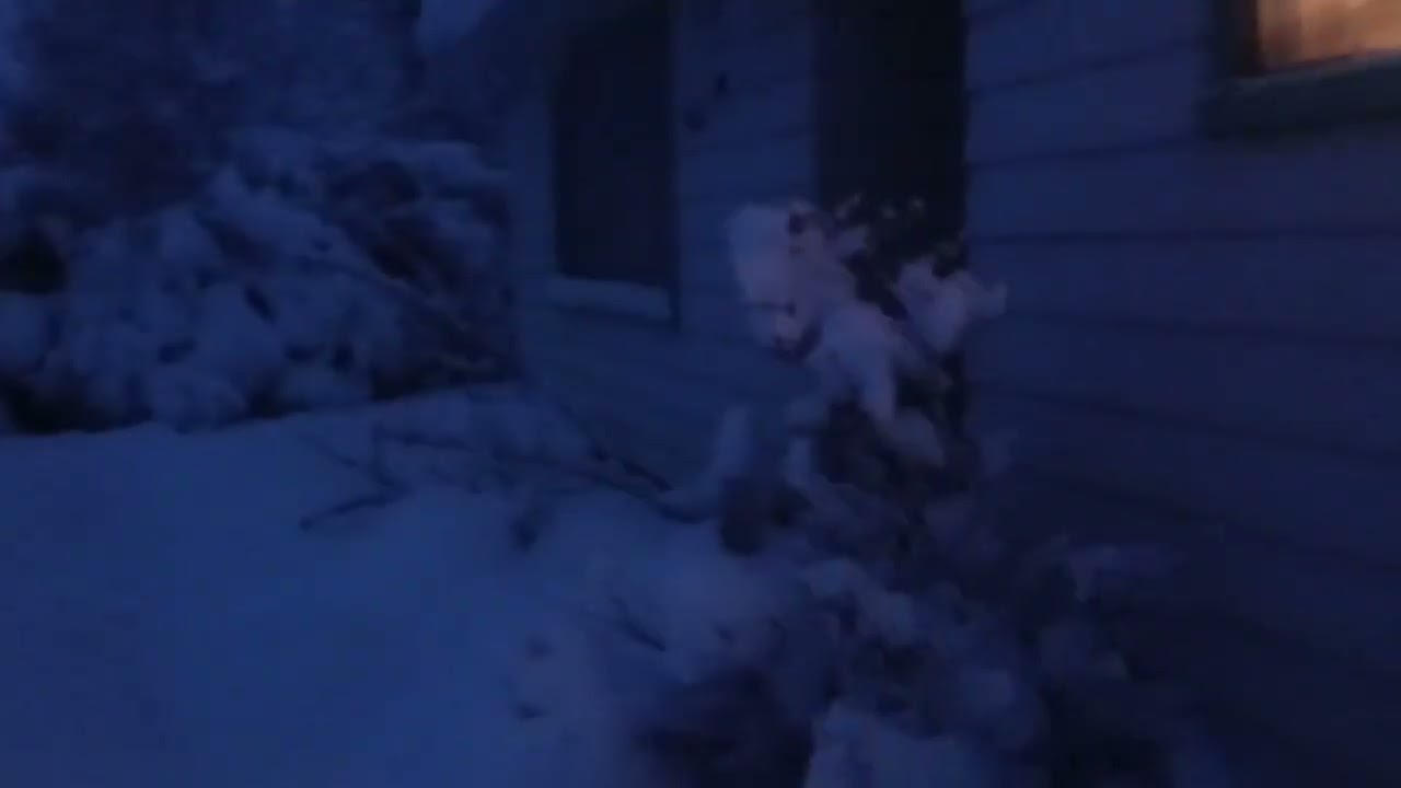 Early morning in the snow