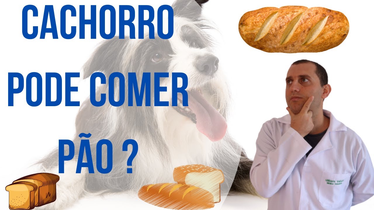 Posso dar pão para o meu cachorro ?