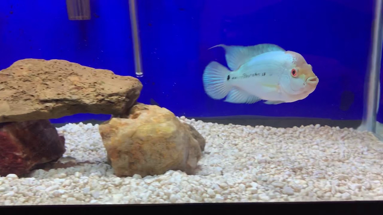 Thai Silk Flowerhorn 1 month 2-3 weeks in