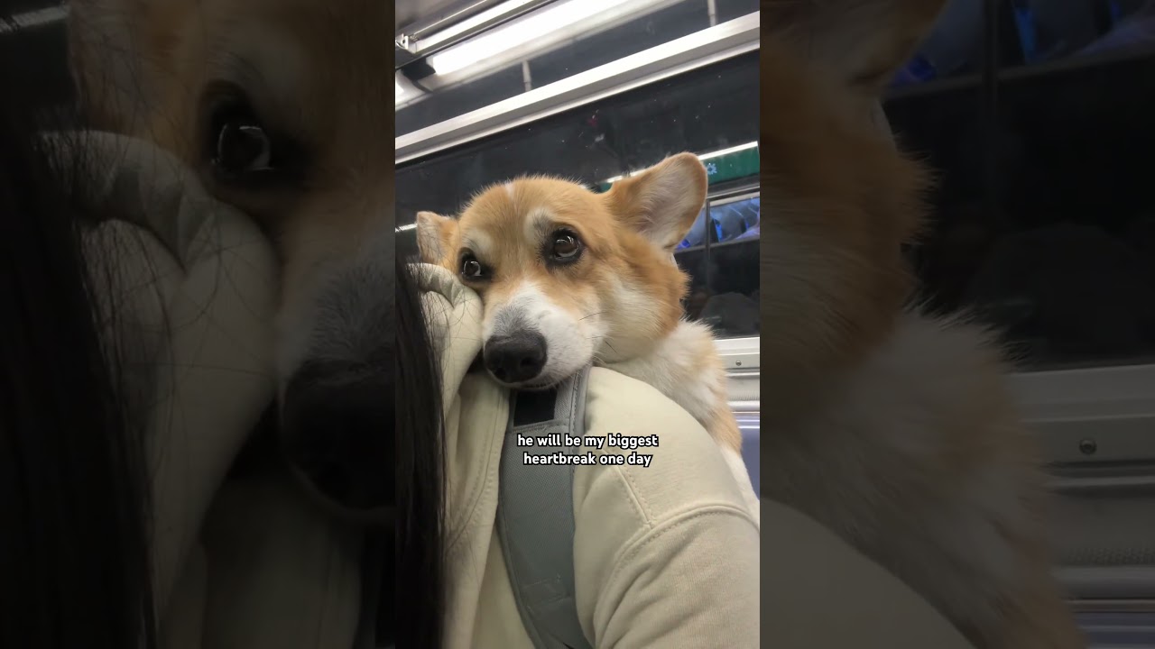 A love that I can&rsquo;t explain ❤️ #corgi #dogs #doglife