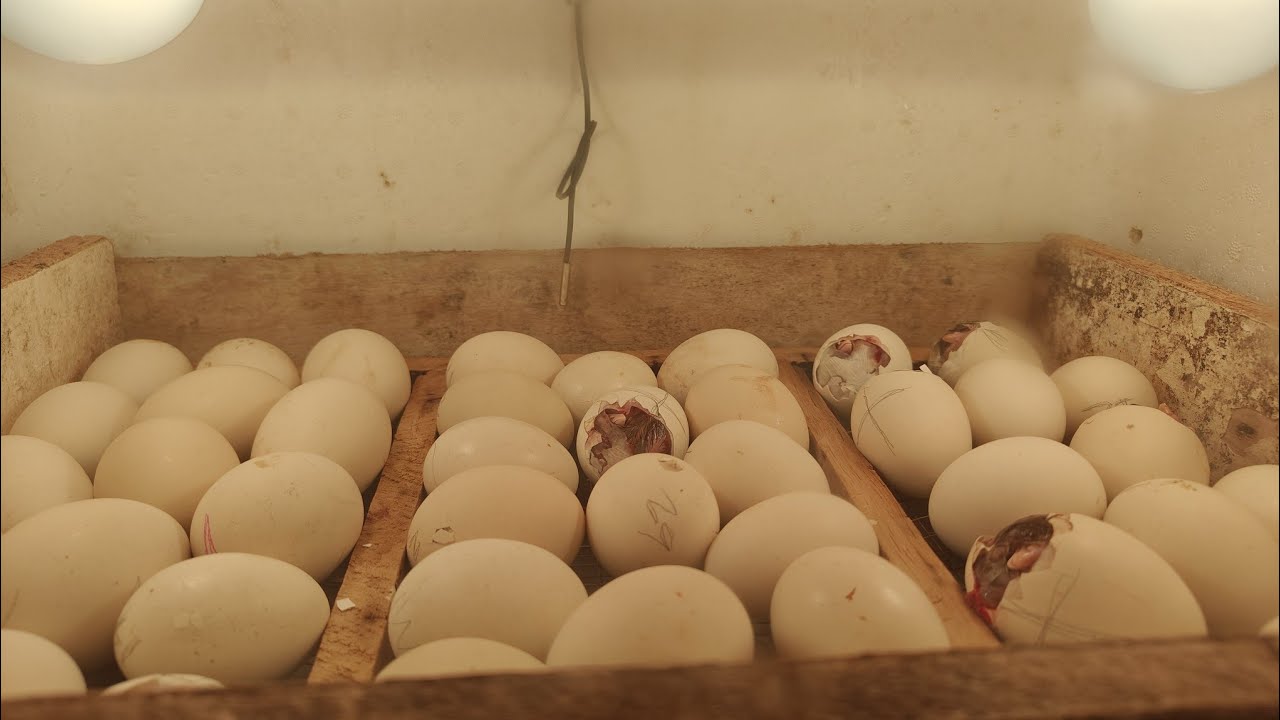 EGGS HATCHING 🐣🐣🐣