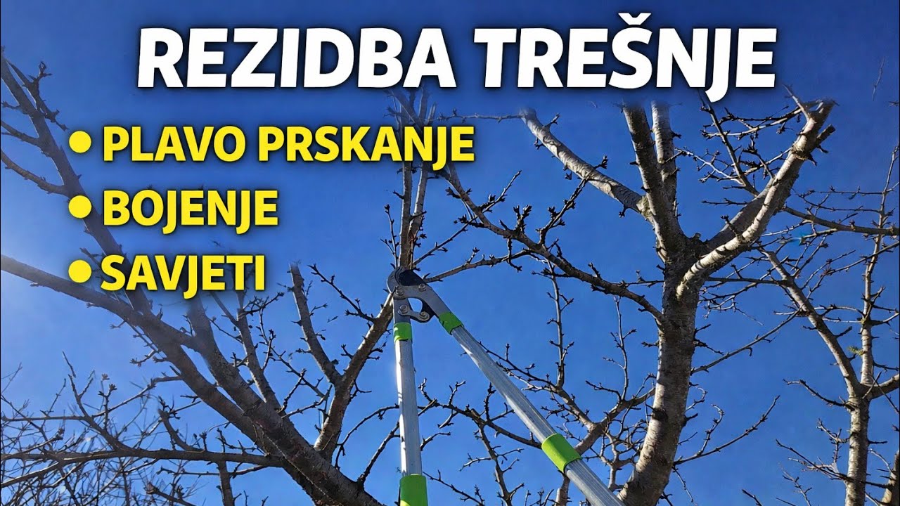 Rezidba i zaštita trešnje u pravo vrijeme – vodič za maksimalan rod