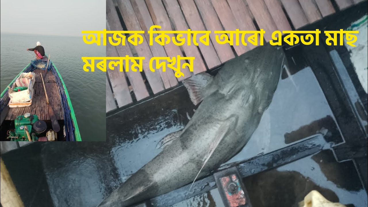 আজকা আৰো একতা মাছ মৰলাম দেখুন বোন্দুৰা🦈🚣‍♀️🐟#fishing #safanafishing #fishinglife #fishingvideo 