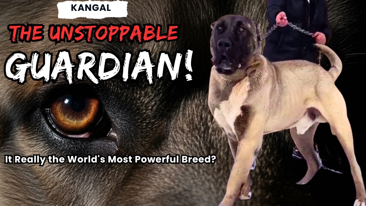 Kangal Dog Power: Is It Really the World's Most Powerful Breed? || A Look at the History