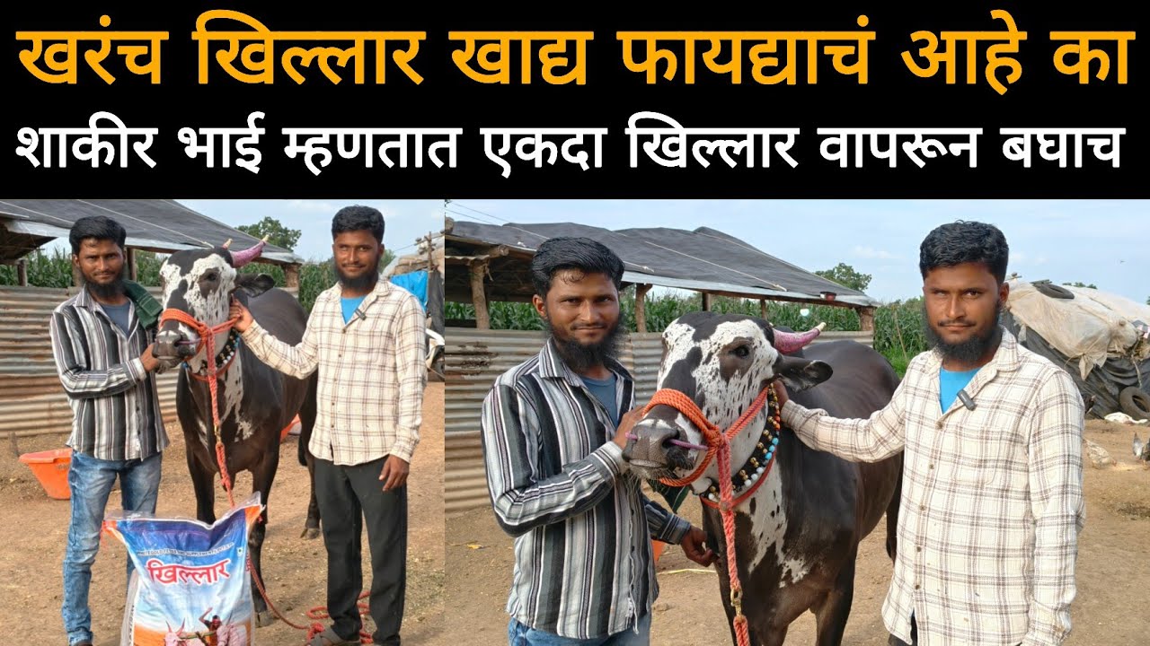 खिल्लार खाद्या मुळे राजा, सम्राट वर काय फरक पडला | शाकीर भाई म्हणतात एकदा खिल्लार वापरून बघा 