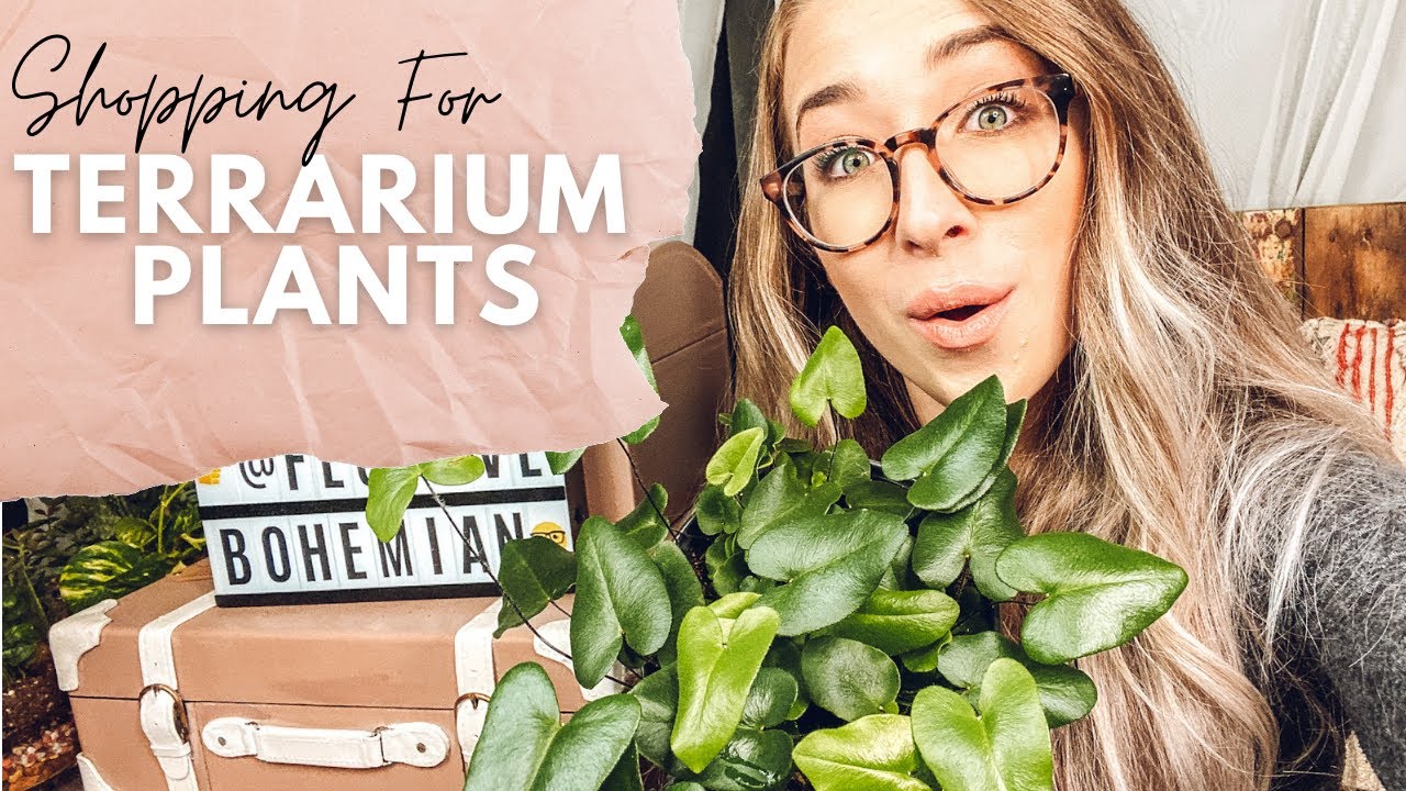 New Exciting Houseplant Haul! | Best Plants for Terrariums