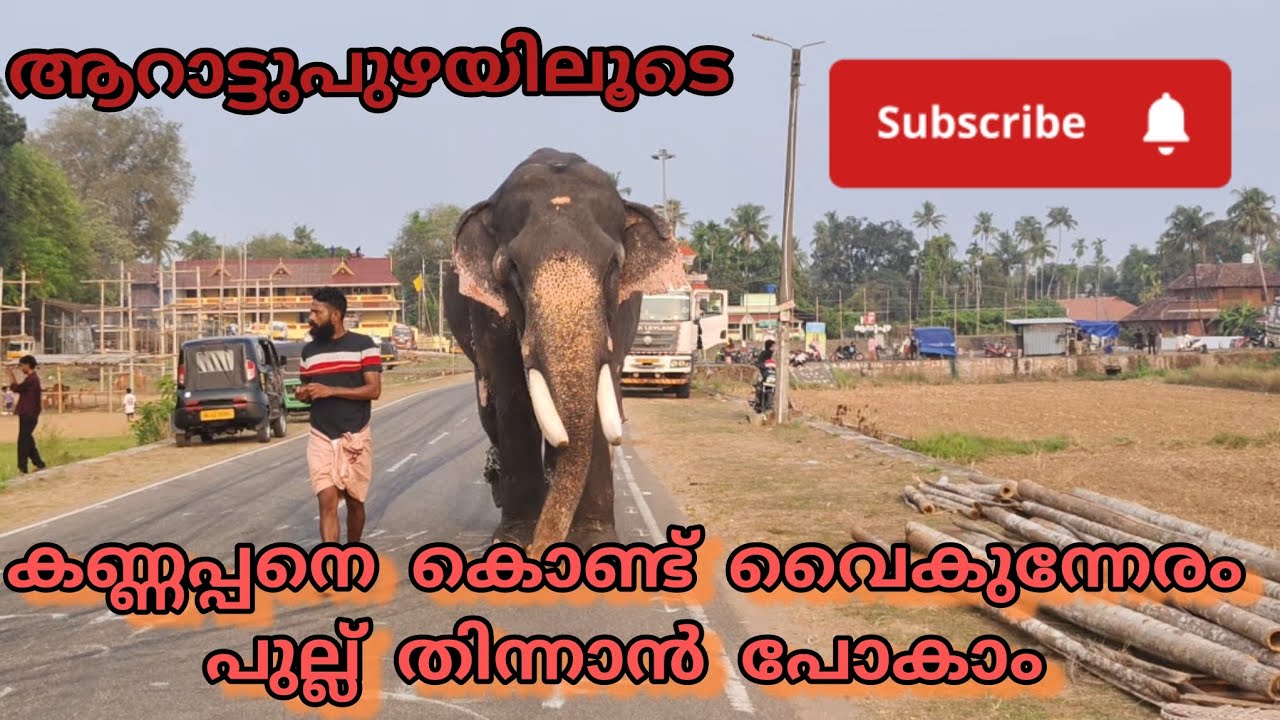  വൈകുന്നേരം ആനയെ കൊണ്ട് പുല്ല് തിന്നാനും🐘 വഴിയടിയും 🤗/ new elephant video/ #aana #elephant #animals 
