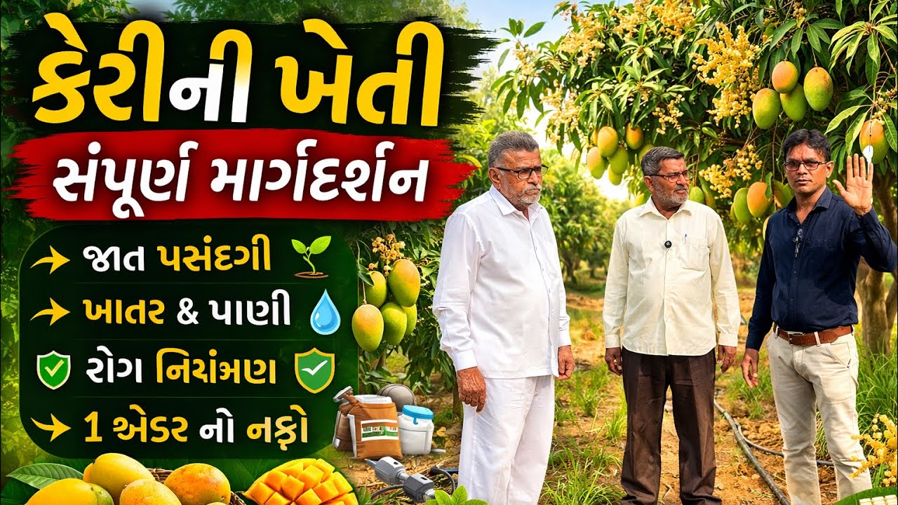 1 વૃક્ષથી કેટલી આવક? Mango Farming Profit Calculation