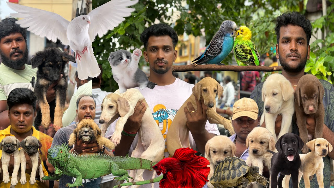 Broadway Sunday Pets Market Super Offer for Pets | Special offer only on Sunday for pets
