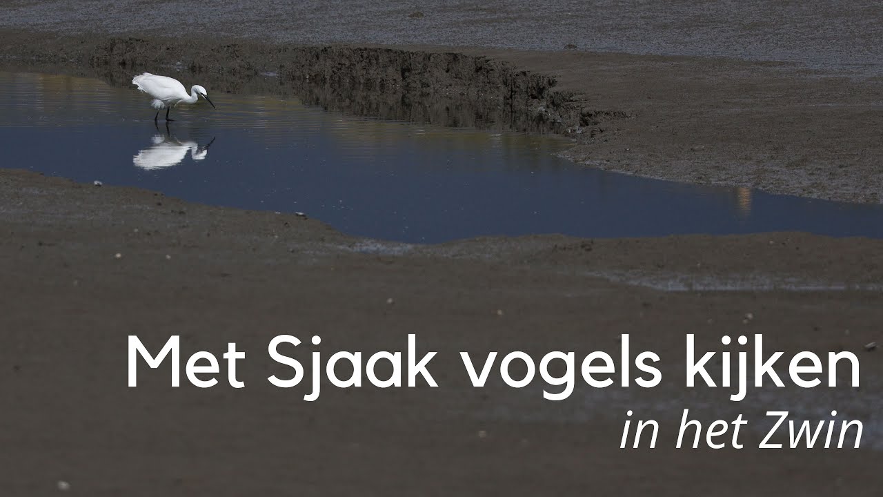 Vogels kijken in het Zwin bij Cadzand #1334