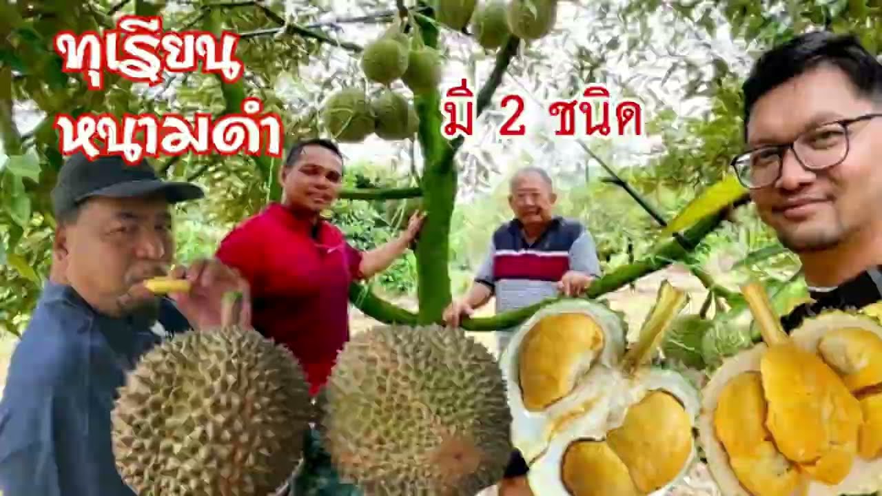 ทุเรียนหนามดำ มี 2 ชนิด