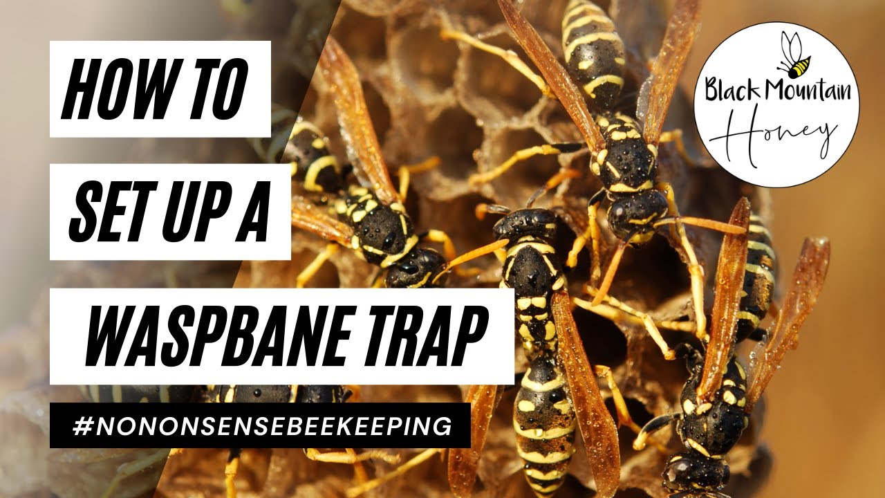 How To Prevent Wasp Attacks - How to Kill Wasps - Waspbane Assembly - How to Trap Wasps