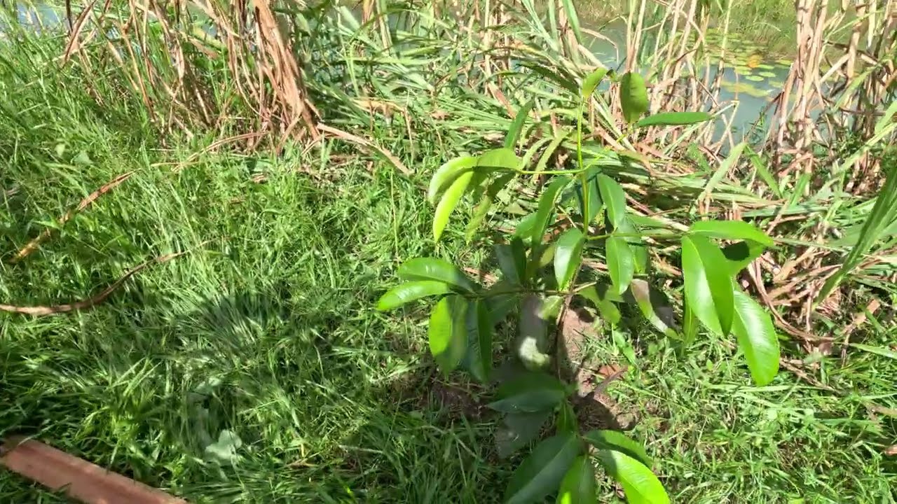 Mangosteen secrets:  Sun protection: When to plant directly into ground and branch development.
