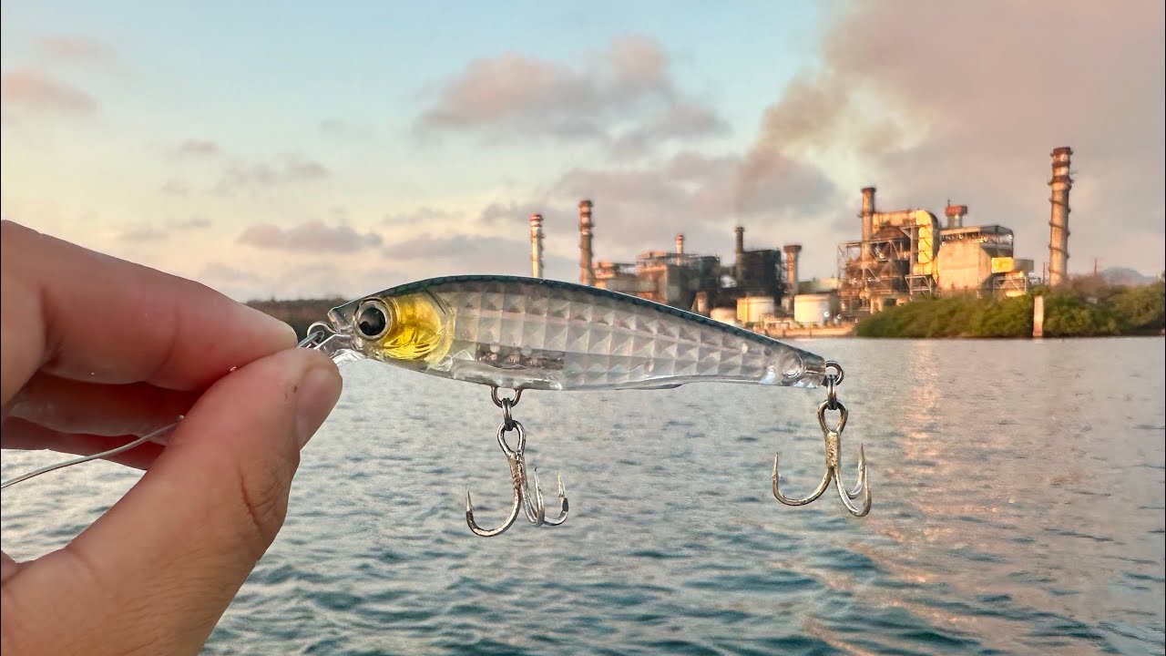 PESCANDO PARGOS y R&Oacute;BALOS con SE&Ntilde;UELO REALISTAS // pesca con Roger 