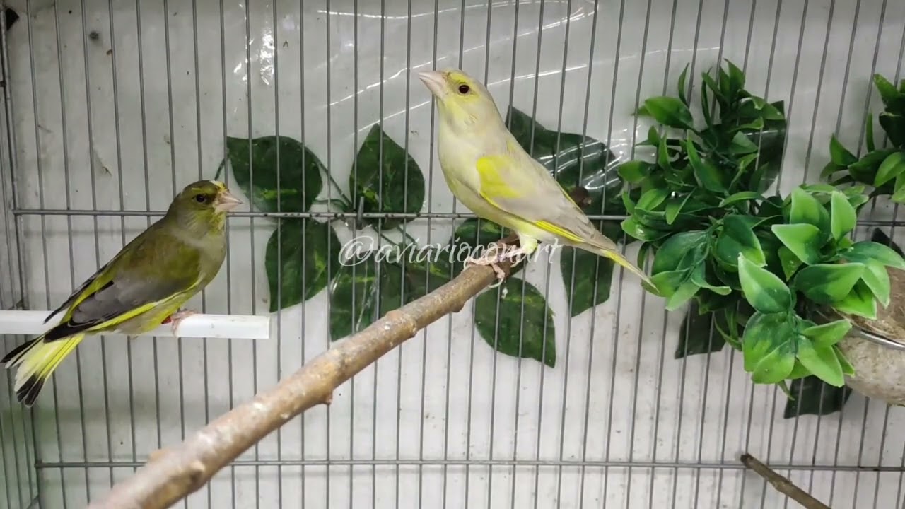 💥🚀una hembrita fuerte con ganas de guerra. Probando tríos de verderones✨🔥