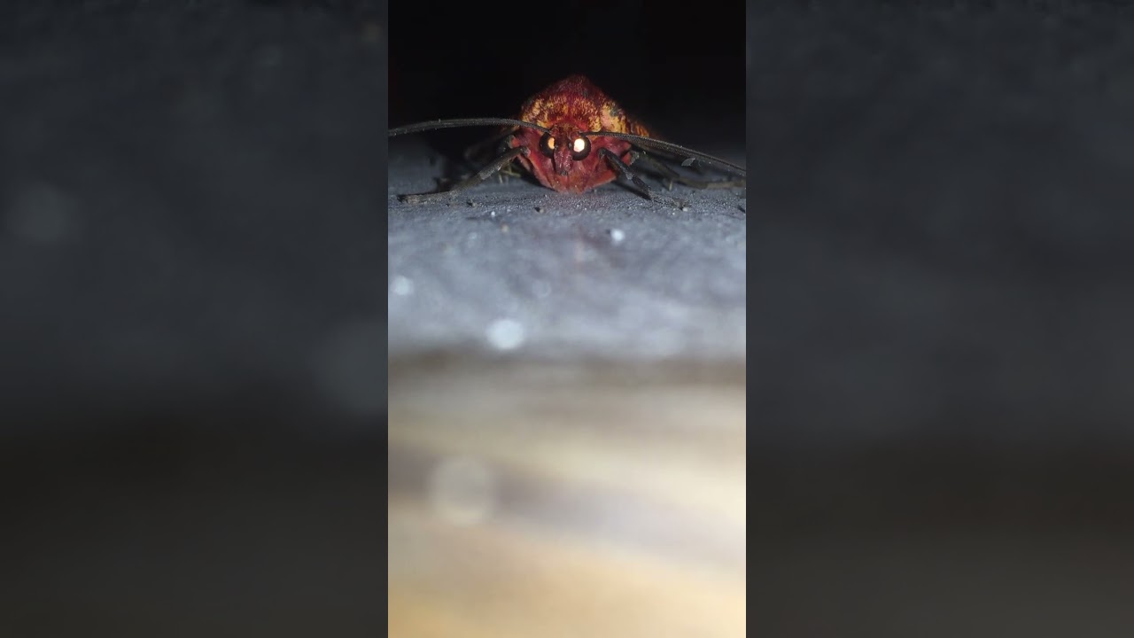 Inseto Ex&oacute;tico 🤢😍