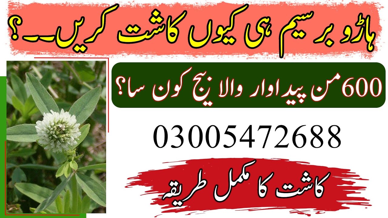 Tips for growing grass|haroo berseem|berseem sowing time|how to grow berseem|برسیم کی کاشت کا طریقہ