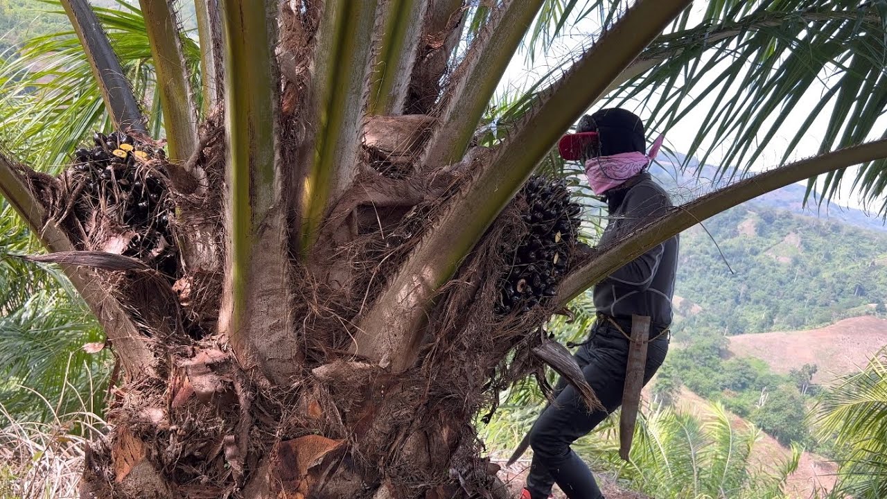 MY OIL PALM PLANTATION&bull; PALM OIL&bull; POLLINATION #oilpalm  .WORKING AT MY FARM