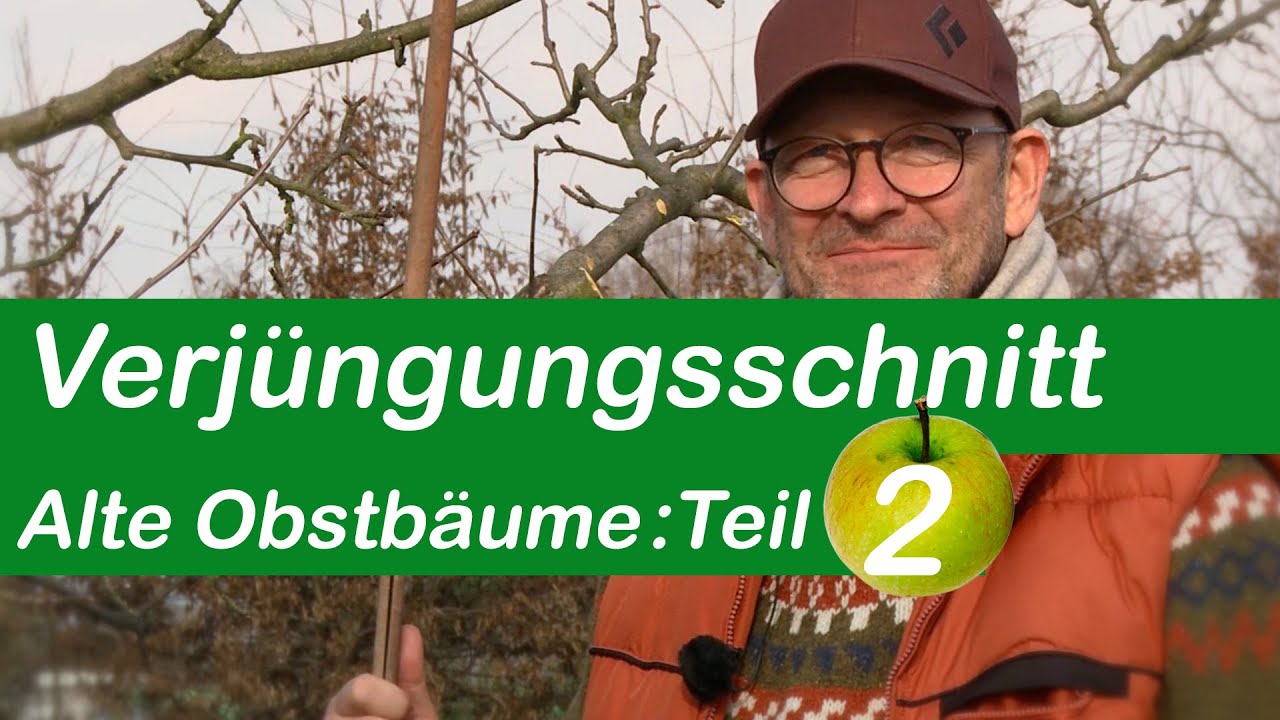 Verjüngungsschnitt | Alte Obstbäume schneiden | Teil 2