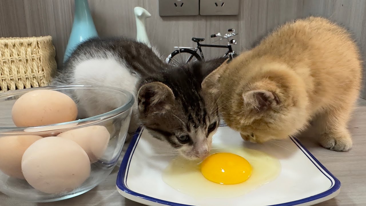 Cute kitten eats eggs for the first time.Can't finish eating eggs