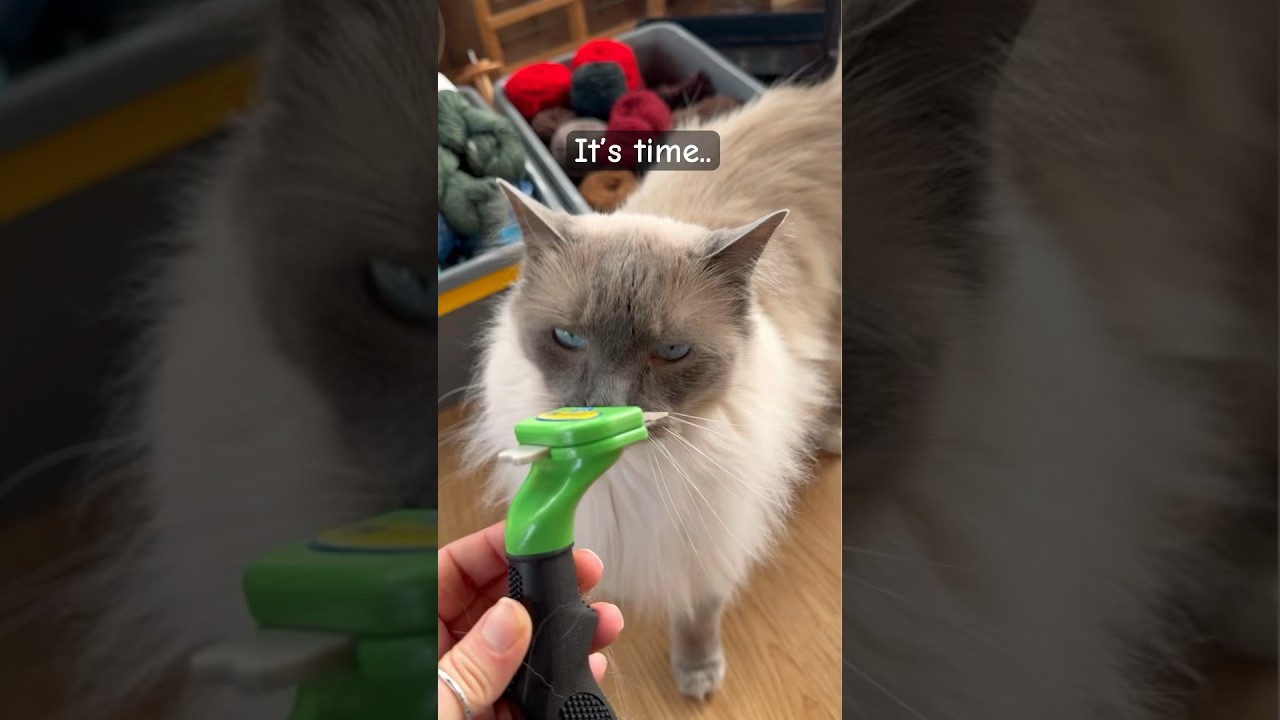 Hand spinning yarn from my cats hair 🐱