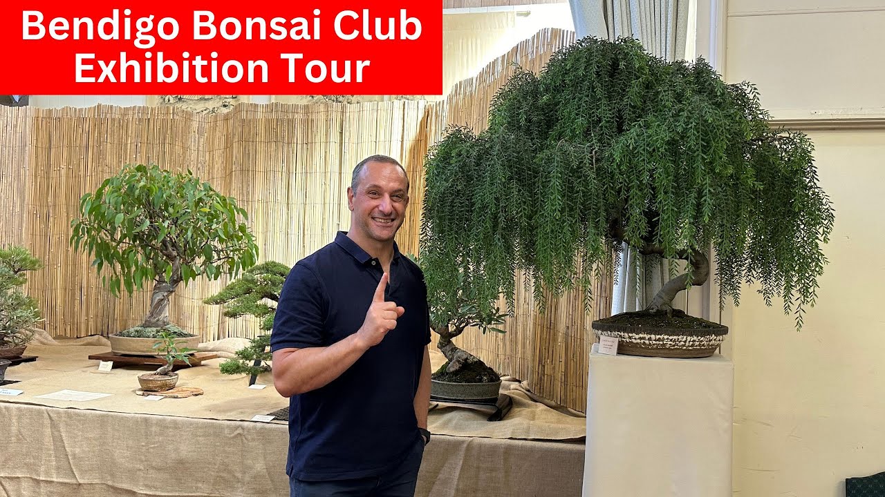 Bonsai Exhibition Tour - Bendigo Bonsai Club Show Victoria Australia