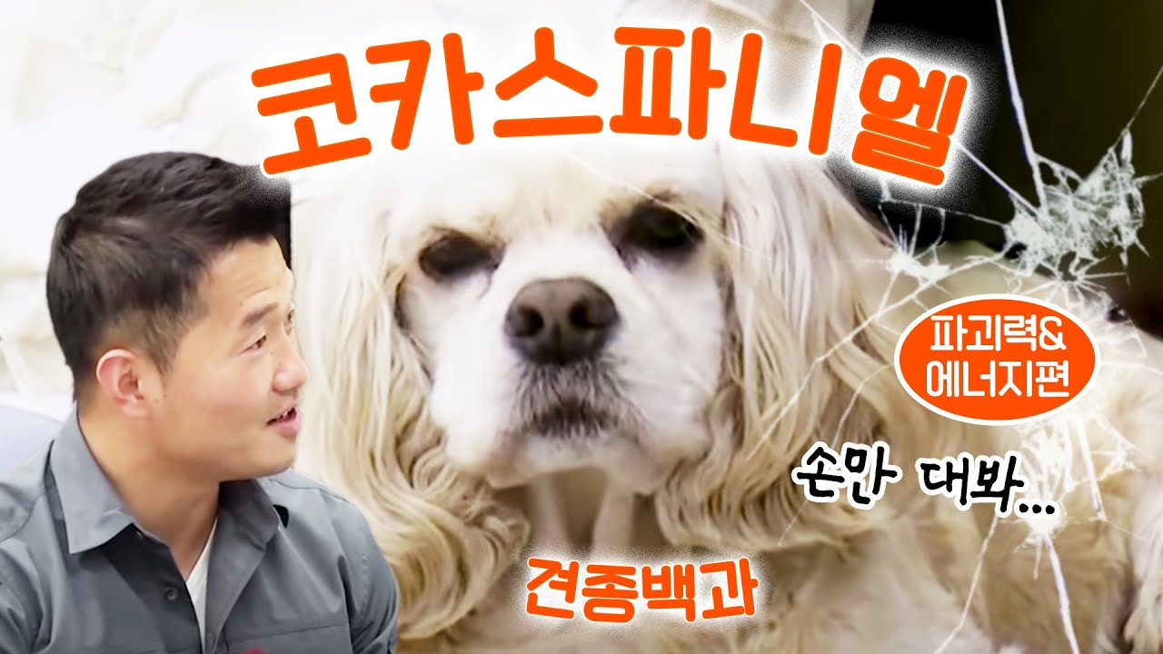 코카 스파니엘 파괴력&에너지 편(집안 살림 바사삭 주의)｜강형욱의 견종백과 X 이승인 누가 X 하늘이