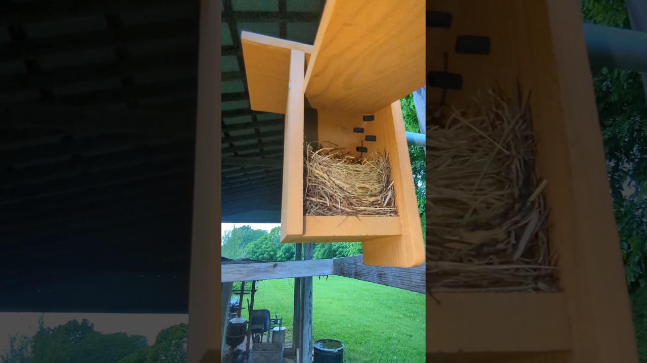 What Has Made A Nest In The Birdhouse? #birdnest