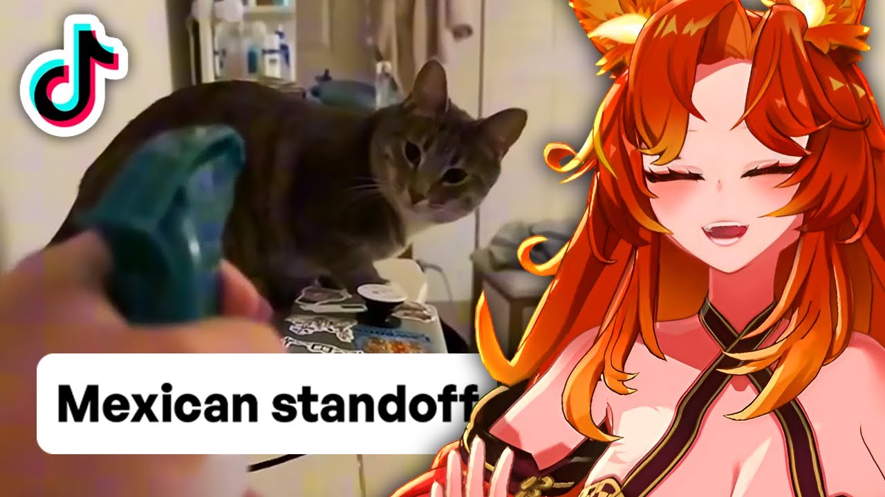 Reacting To My TikTok Feed (it's mostly cats)