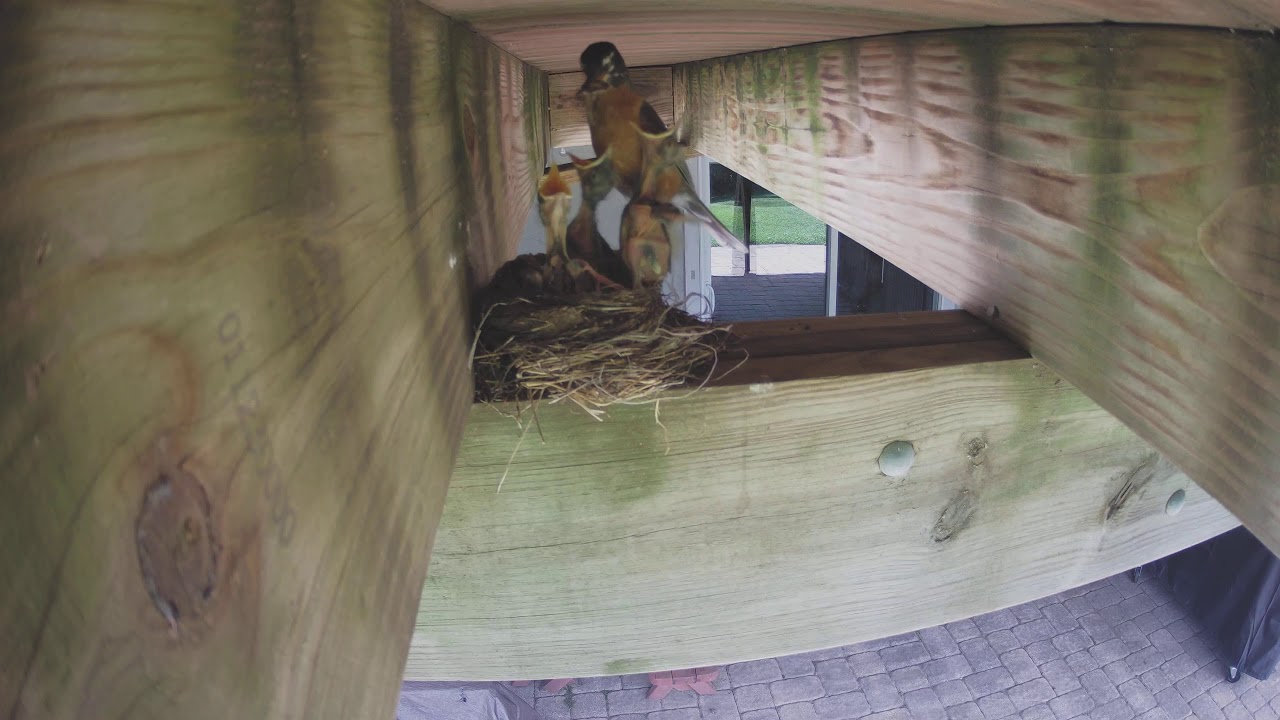 Baby bird falls out of nest