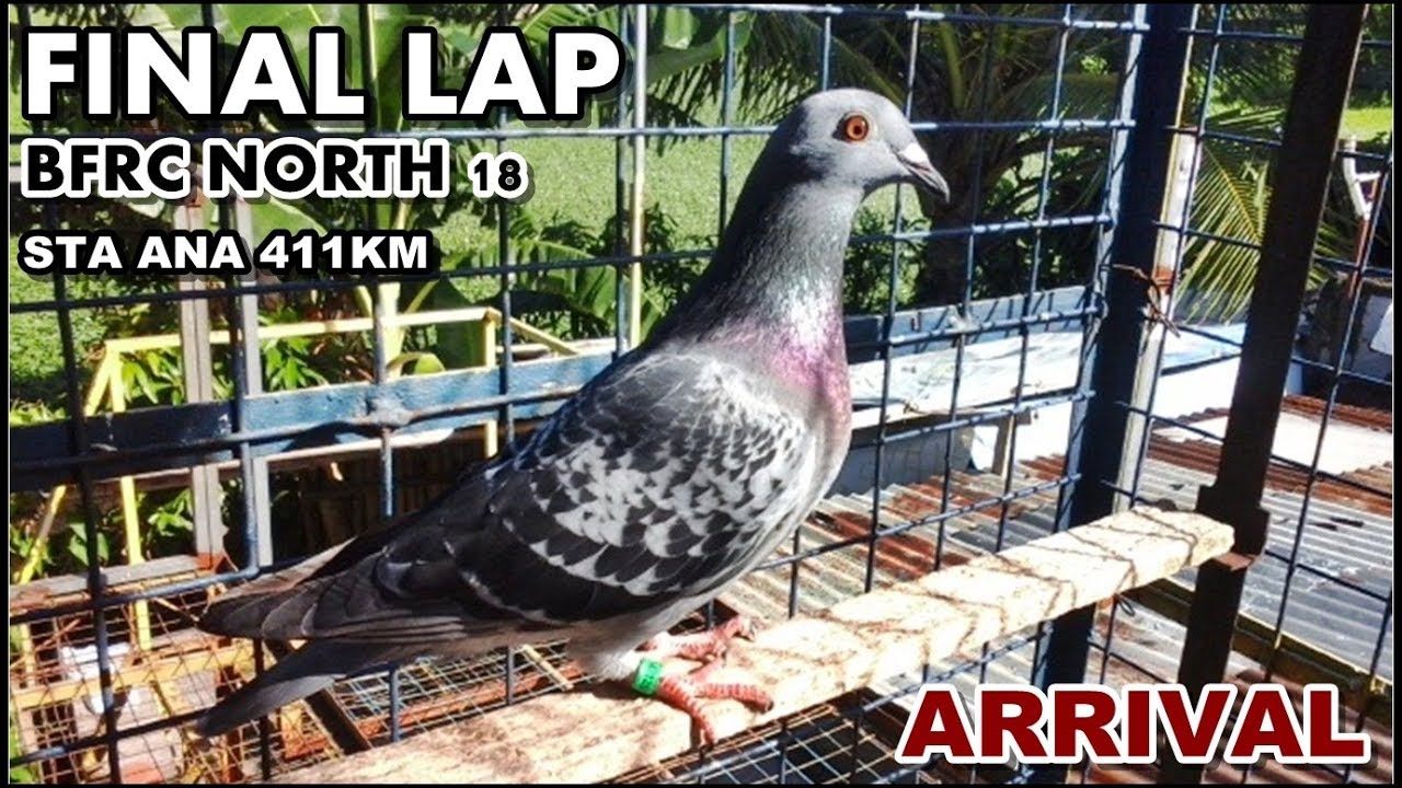 BFRC FINAL LAP 411KM STA ANA NORTH18 RACING PIGEON