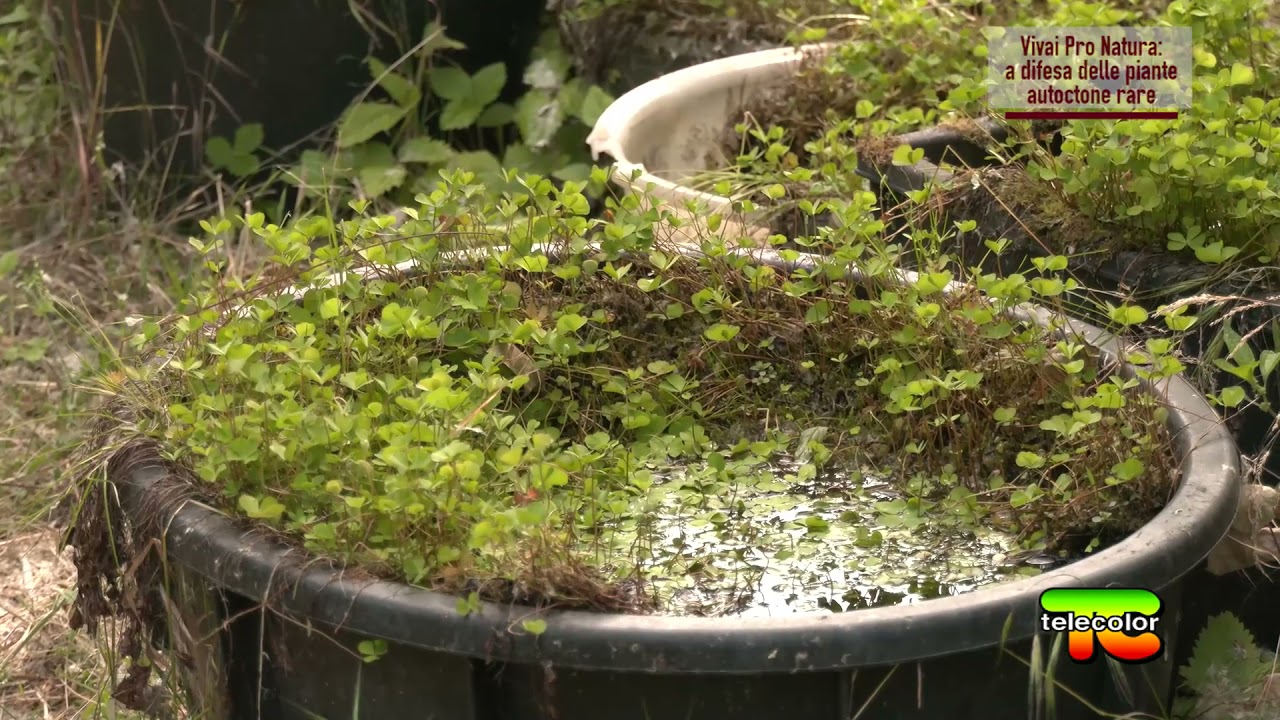 Vivai Pro Natura: a difesa delle piante autoctone rare 10.06.2021